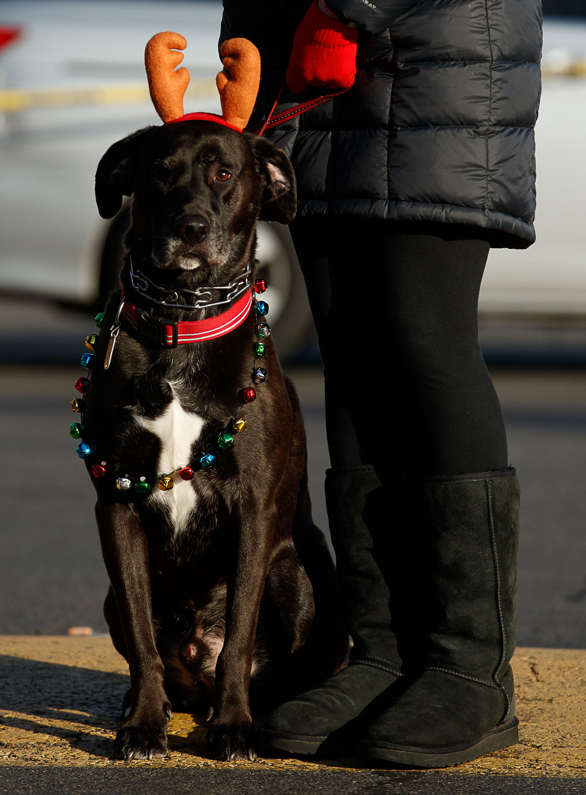 2019 McLean Reindog festivities
